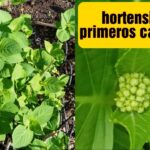 Por qué los capullos de hydrangea son verdes