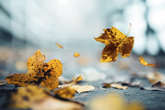 Por qué los cornejos pierden sus hojas en otoño