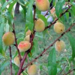 Por qué los duraznos se caen del árbol antes de madurar