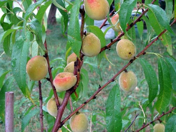 Por qué los duraznos se caen del árbol antes de madurar