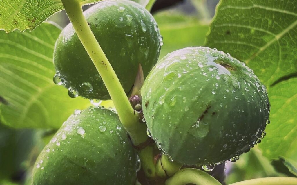 Por qué los higos no maduran y se mantienen verdes