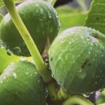 Por qué los higos no maduran y se mantienen verdes