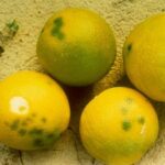 Por qué los limones presentan manchas verdes en su piel