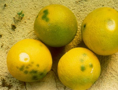 Por qué los limones presentan manchas verdes en su piel