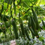 Por qué los pepinos tienen espinas y cómo solucionarlo