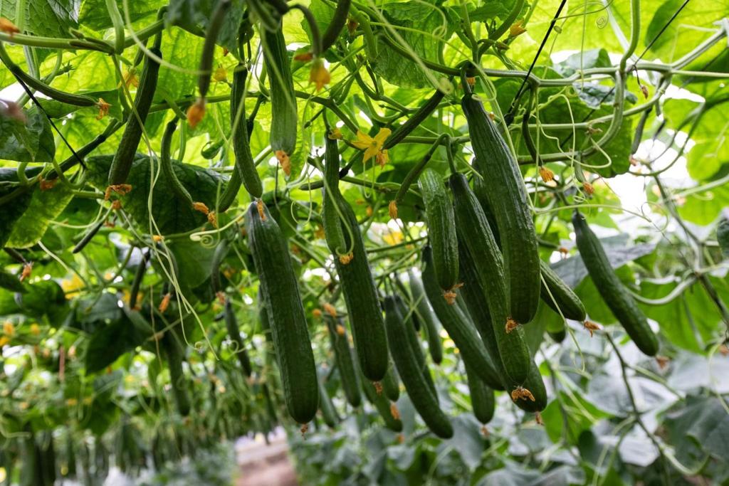 Por qué los pepinos tienen espinas y cómo solucionarlo