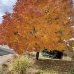 Por qué los pinos cambian de color en otoño