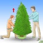 Por qué mi árbol de Navidad no absorbe agua correctamente