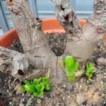 Por qué mi árbol no está brotando hojas correctamente