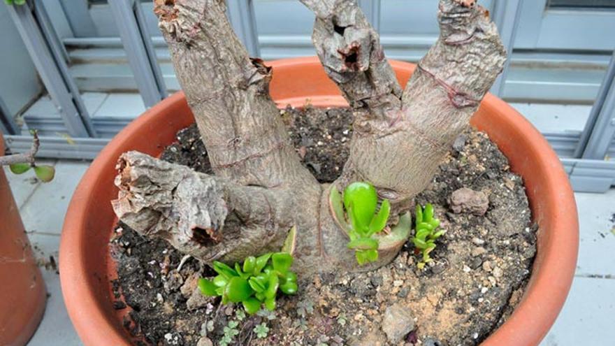 Por qué mi árbol no está brotando hojas correctamente