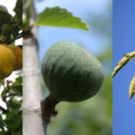 Por qué mi árbol ornamental tiene frutos comestibles
