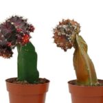 Por qué mi cactus se vuelve blando y arrugado