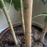 Por qué mi cornejo no ha florecido este año Cuidados para tu árbol