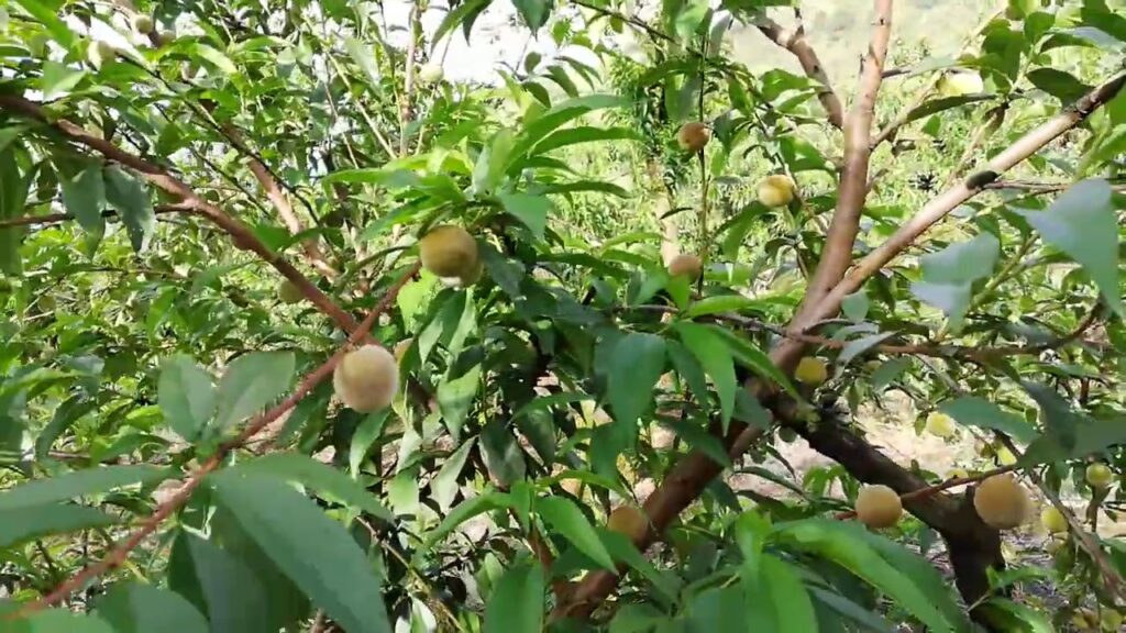 Por qué mi durazno no fructifica al florecer