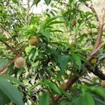 Por qué mi durazno no fructifica al florecer