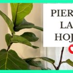 Por qué mi ficus está perdiendo hojas y qué medidas debo tomar