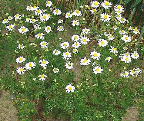 Por qué mi manzanilla no florece y qué hacer al respecto