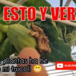 Por qué mi planta de calabaza no da frutos aunque florece