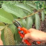 Por qué mi planta de guayabo no florece aún