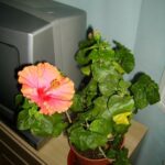 Por qué mi planta de hibisco está perdiendo hojas