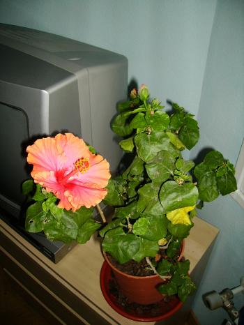 Por qué mi planta de hibisco está perdiendo hojas