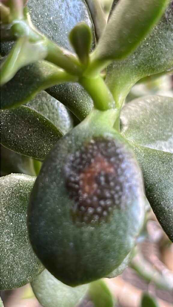Por qué mi planta de jade tiene manchas negras en las hojas
