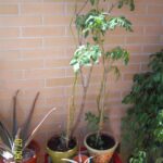 Por qué mi planta de tomate no da frutos