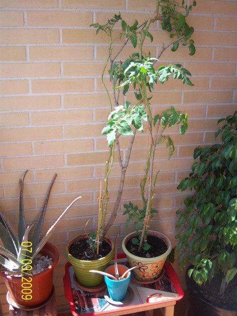 Por qué mi planta de tomate no da frutos