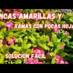 Por qué mi planta de vinca está amarilla y cómo puedo ayudarle