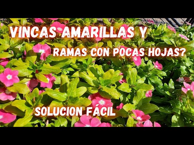 Por qué mi planta de vinca está amarilla y cómo puedo ayudarle