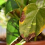Por qué mi planta Helleborus tiene hojas marrones