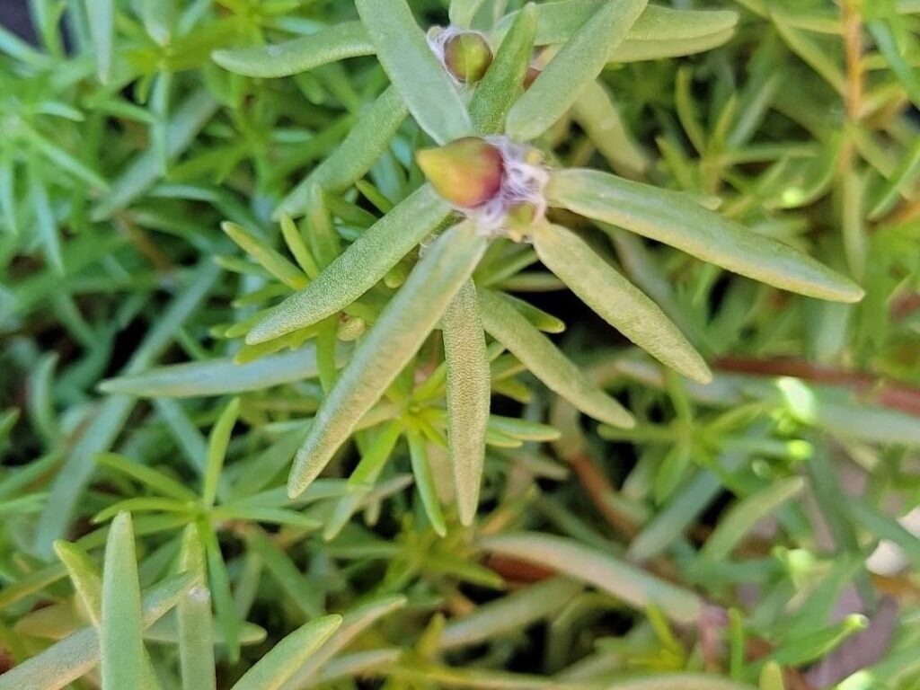 Por qué mi Portulaca no produce flores aún