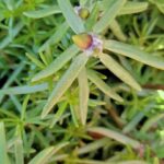 Por qué mi Portulaca no produce flores aún