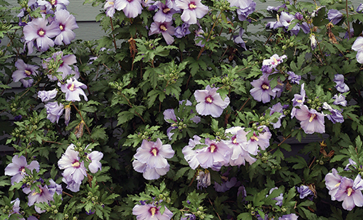 Por qué mi Rosa de Sharon no florece y cómo solucionarlo