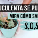 Por qué mi suculenta está marchita y cómo puedo salvarla
