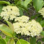 Por qué mi Viburnum no florece correctamente