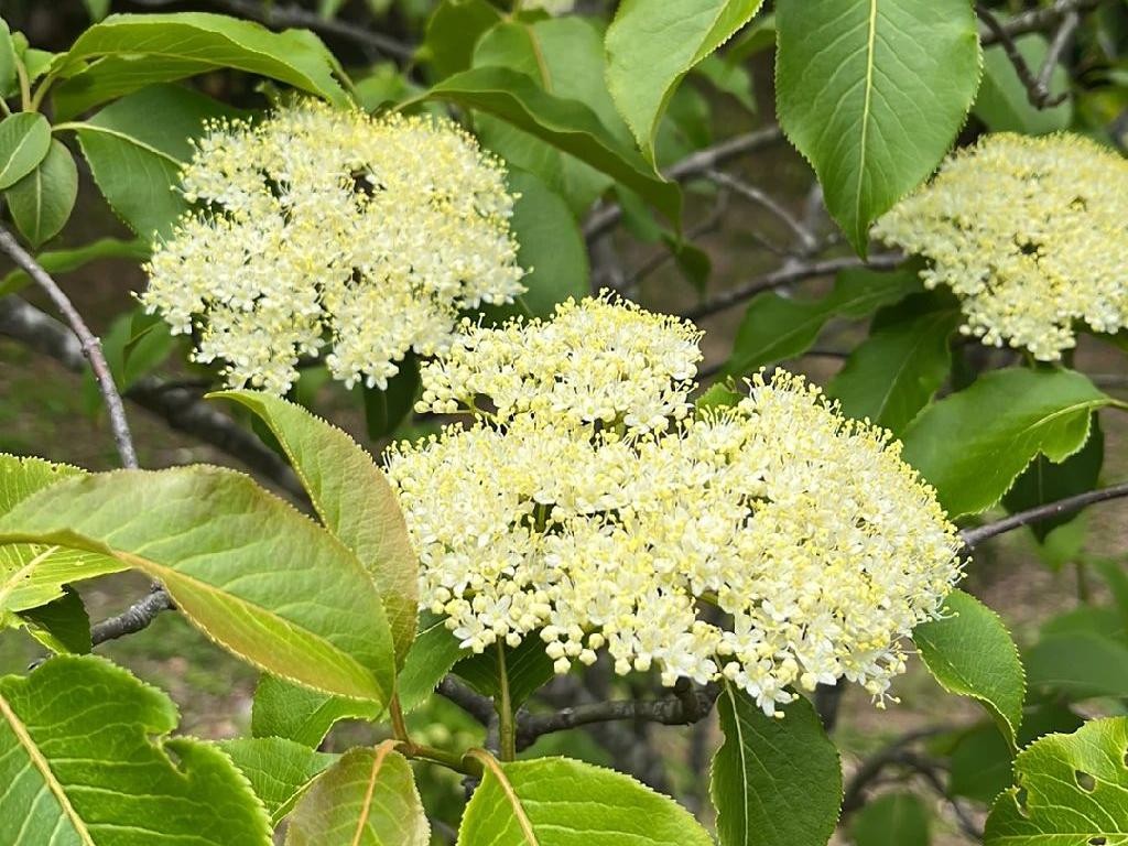 Por qué mi Viburnum no florece correctamente