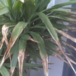 Por qué mi yucca exterior tiene hojas marrones y secas