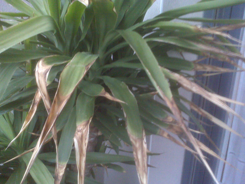 Por qué mi yucca exterior tiene hojas marrones y secas