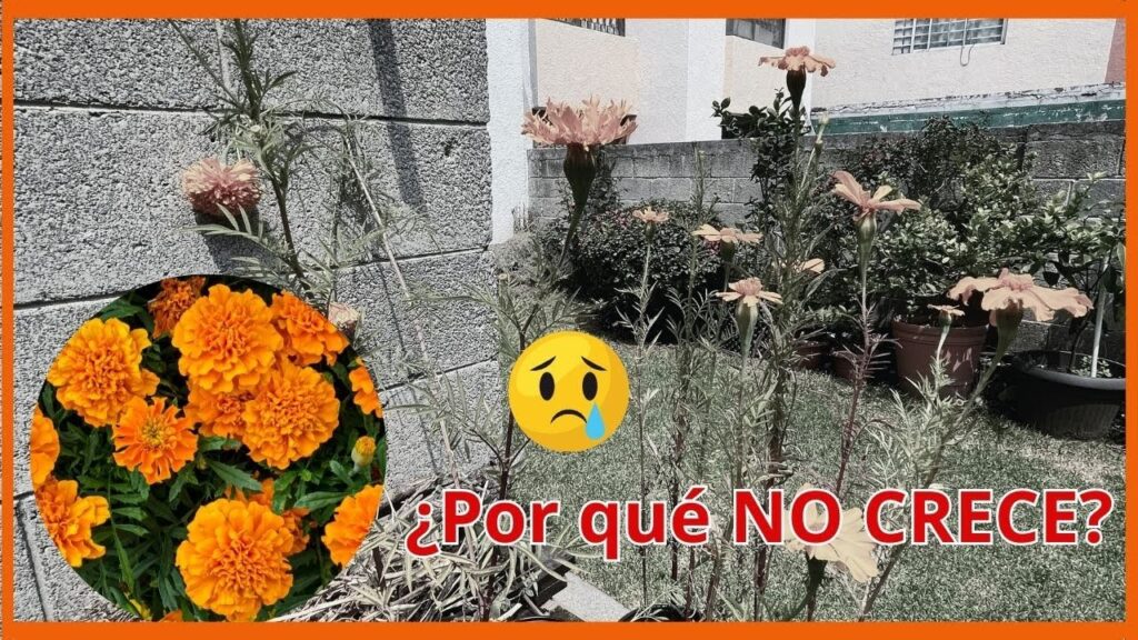 Por qué mis cempasúchiles no florecen y cómo solucionarlo
