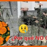 Por qué mis cempasúchiles no florecen y cómo solucionarlo