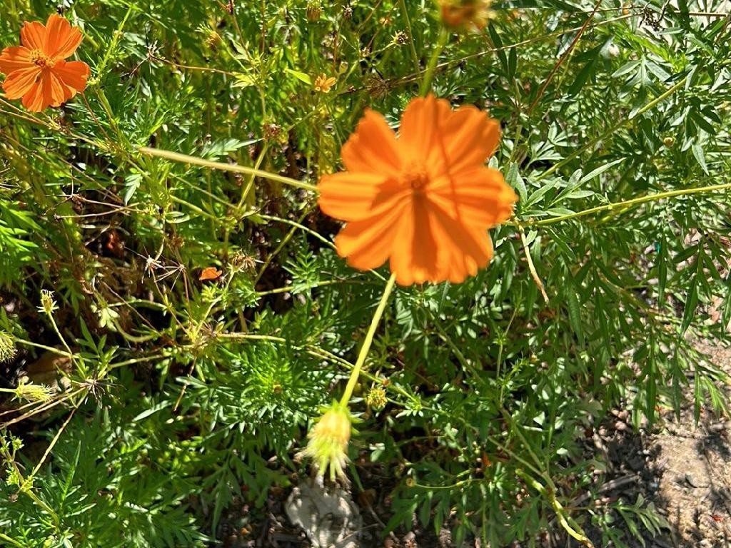 Por qué mis cosmos no florecen Averigua las posibles razones