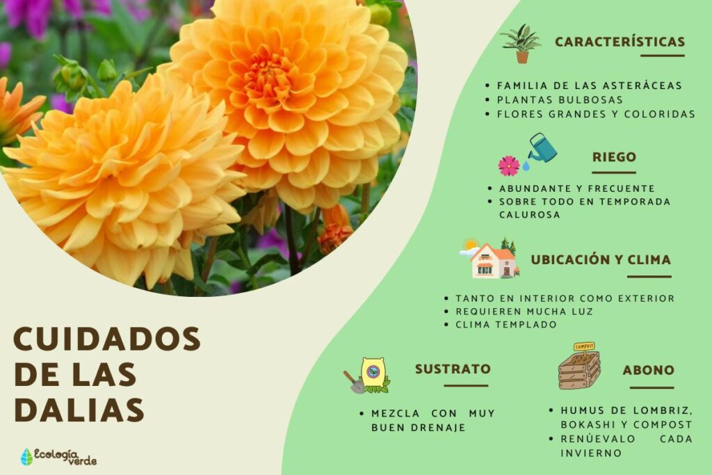 Por qué mis dahlias no producen flores adecuadamente
