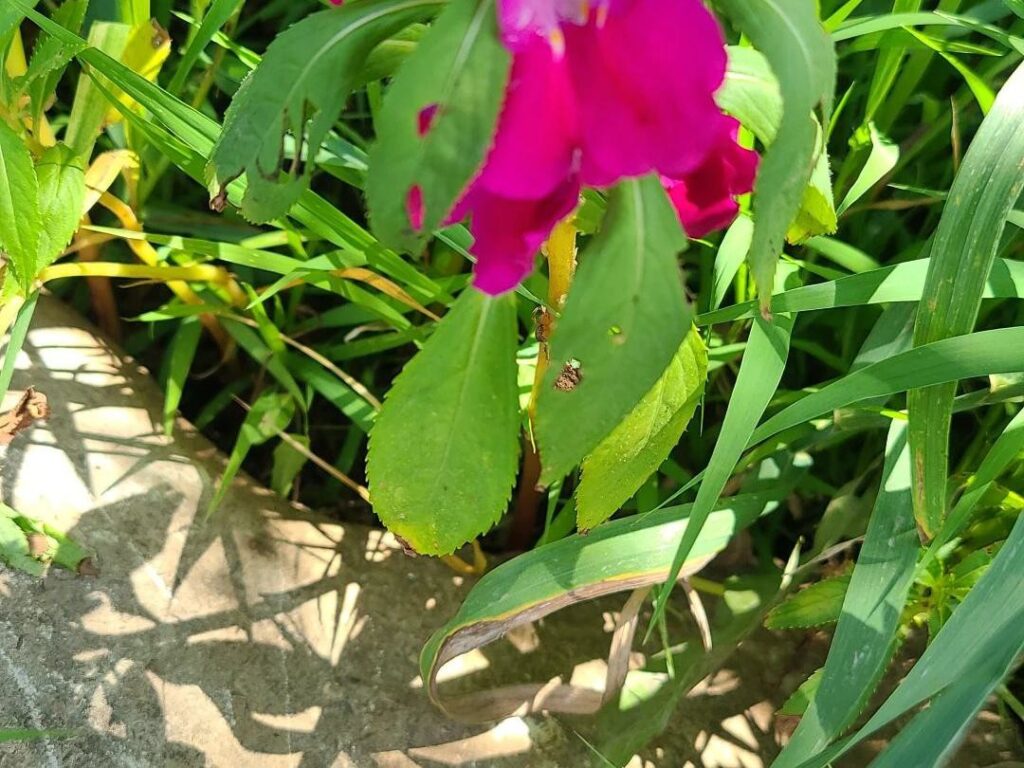 Por qué mis Impatiens no florecen Razones y soluciones