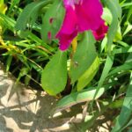 Por qué mis Impatiens no florecen Razones y soluciones