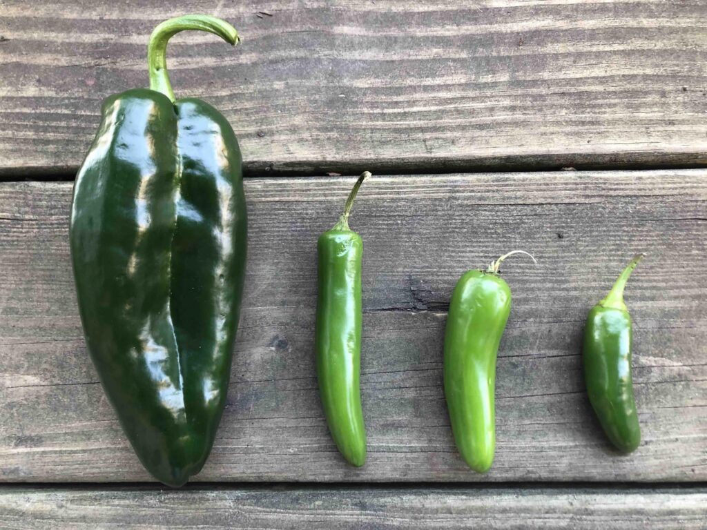 Por qué mis jalapeños no son picantes como deberían ser