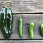 Por qué mis jalapeños no son picantes como deberían ser
