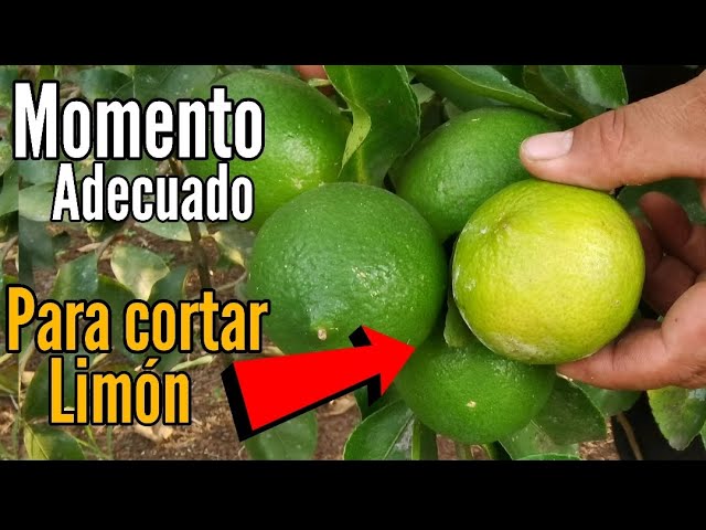 Por qué mis limones verdes no maduran adecuadamente