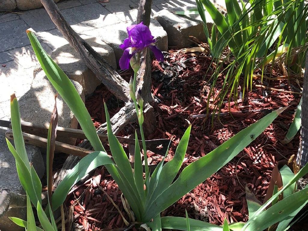 Por qué mis lirios no florecen Soluciones para los iris