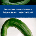 Por qué mis pepinos se doblan al crecer en el huerto